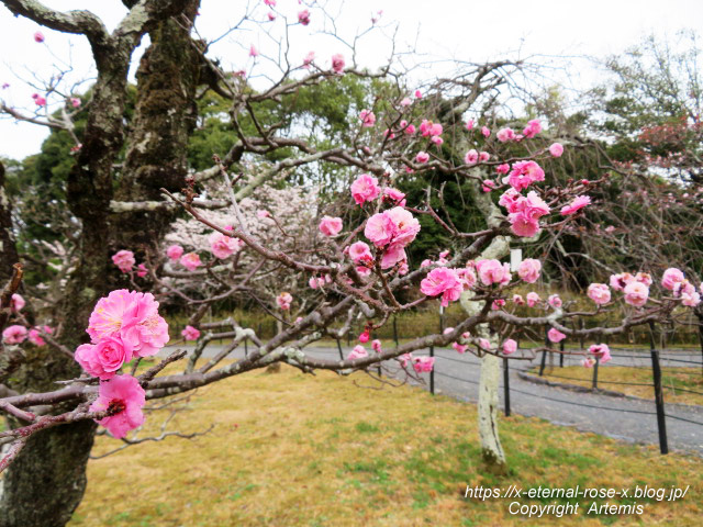 22.3.30.5 長岡公園  (35)