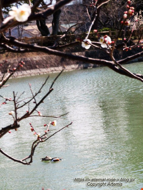 23.3.2.1  長岡天満宮  (2)