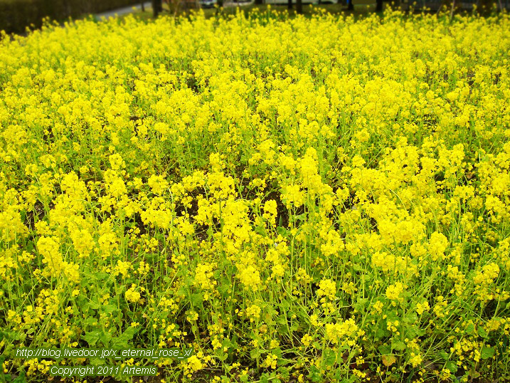 10.4.21 チューリップ四季彩館 (25)