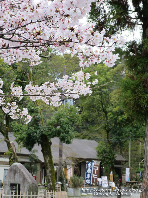 17.4.10..8 龍八 (12)