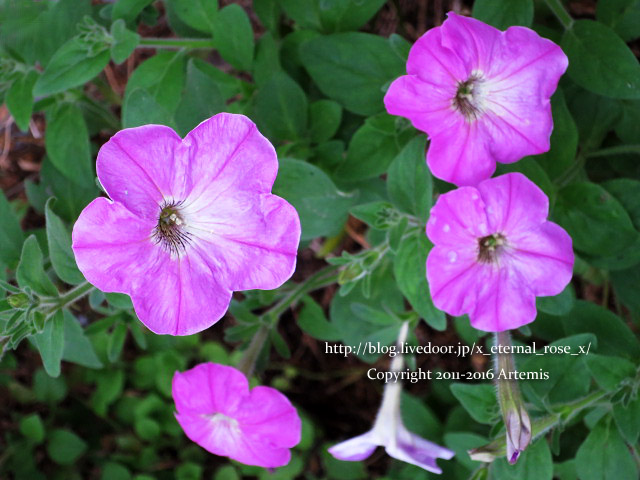 2 ビバチッチョ  (47)