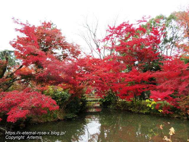 19.11.241 京都府立植物園 (68)