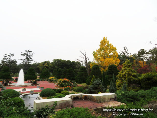 19.11.241 京都府立植物園 (163)