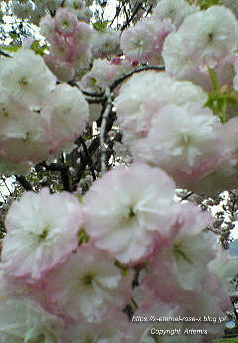11.4.27 宗堂桜  (2)
