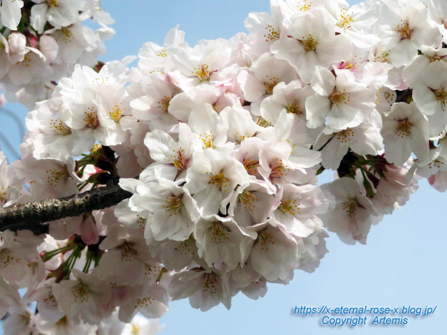 22.3.30 長岡天満宮 八条ケ池 (2)