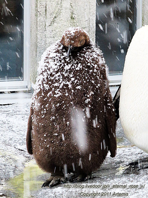 18.11.22.18 旭山動物園  (37)
