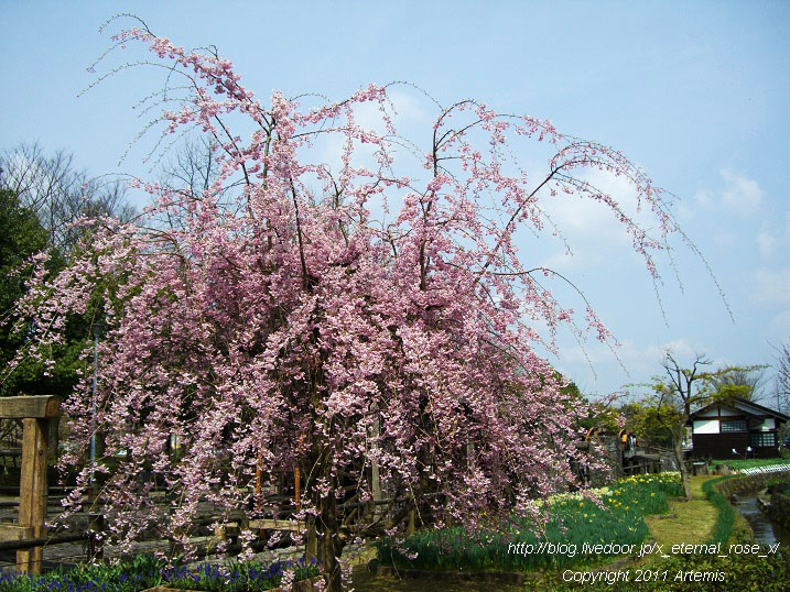 10.4.18 チューリップ四季彩館  (10)