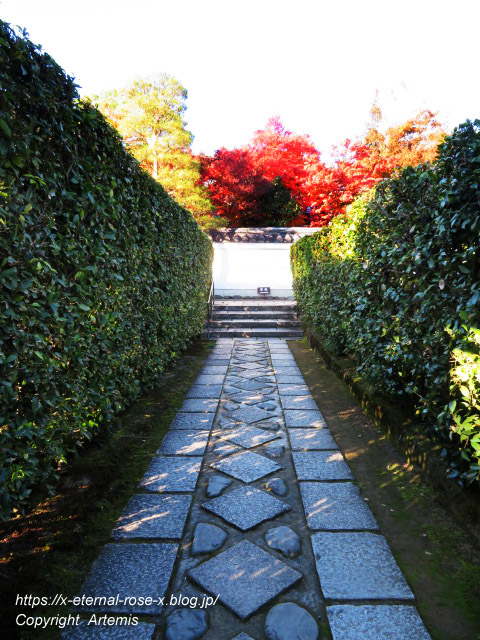 19.11.23.7 妙心寺 退蔵院  (91)