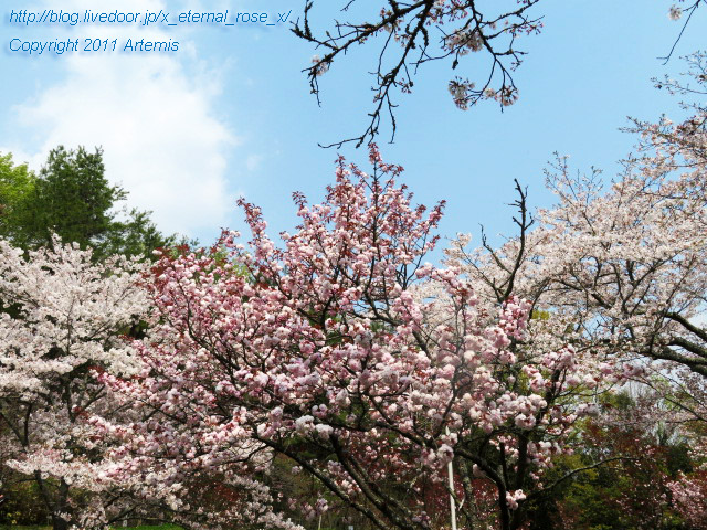 20.4.8 宗堂桜 (45)