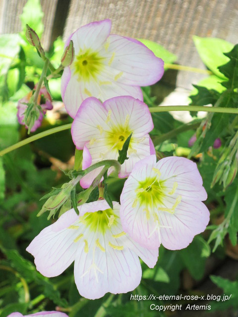 18.5.5.1 てれやカフェ  (101)