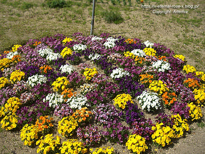 11.4.14.1 半田山植物園 (17)