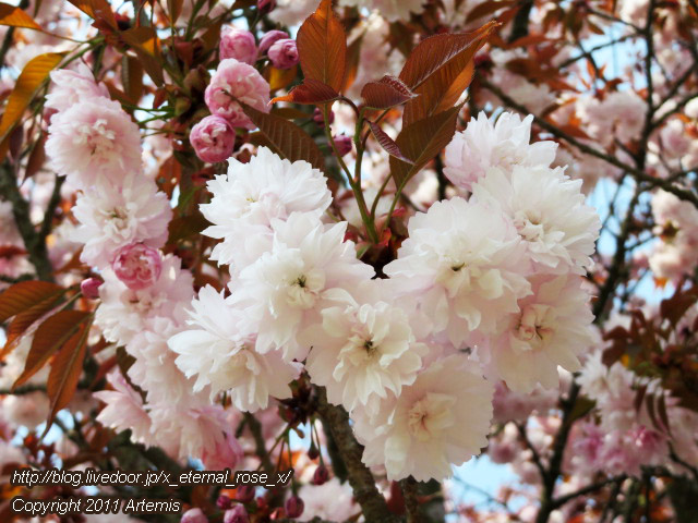20.4.8 宗堂桜  (3)