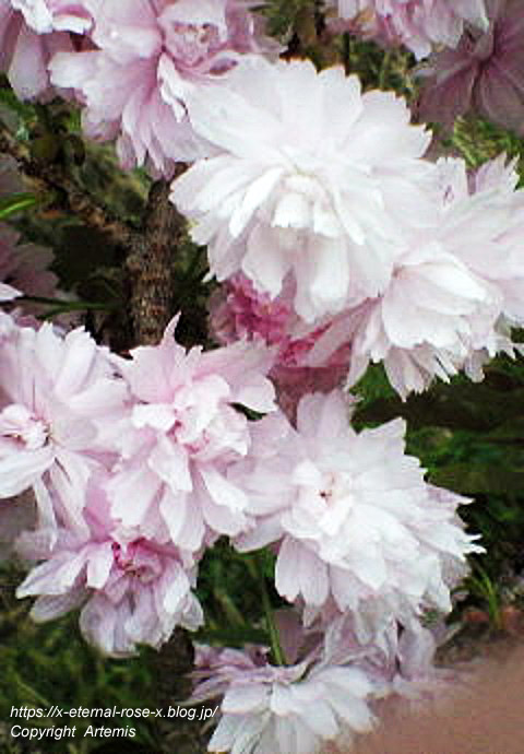 11.4.27 宗堂桜  (12)
