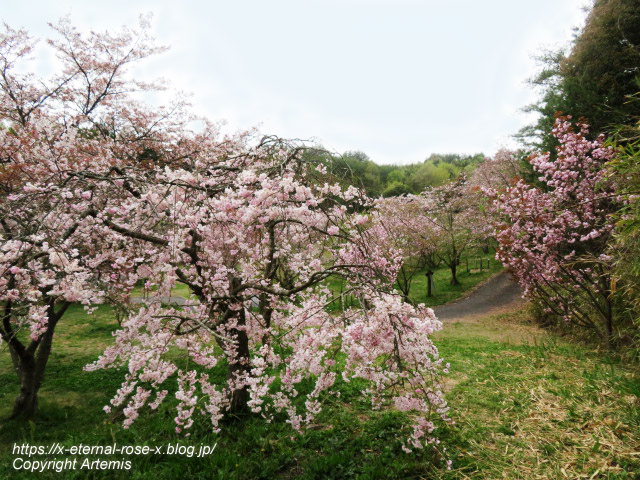 23.4.5 宗堂桜 (96)