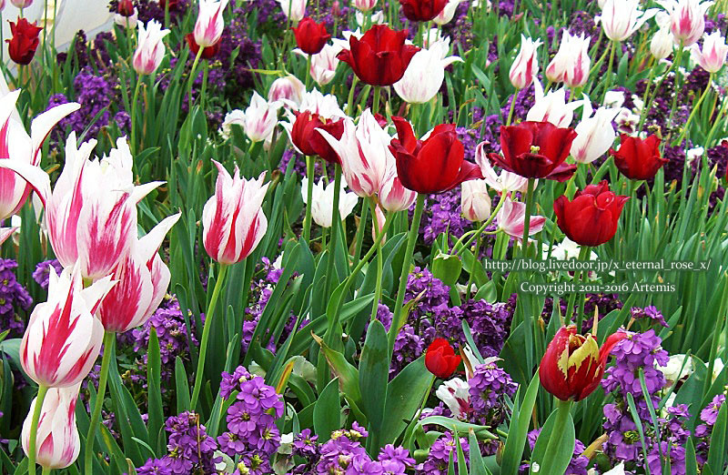 27 おかやま花だより  (37)