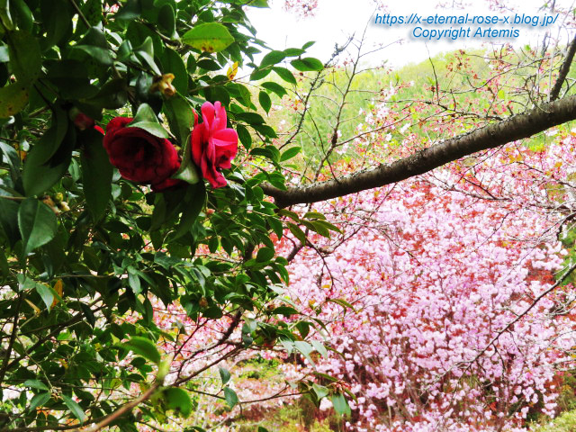 23.4.5 宗堂桜 (41)