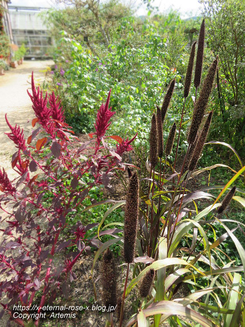 21.10.23.2 熊山英国庭園  (54)