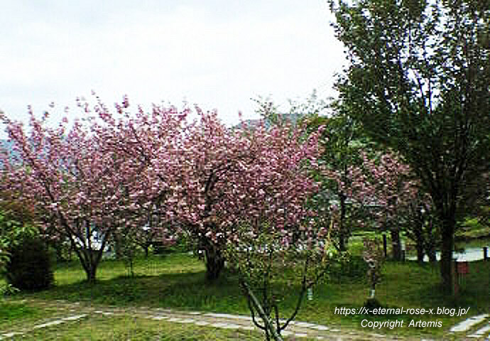 11.4.27 宗堂桜  (10)