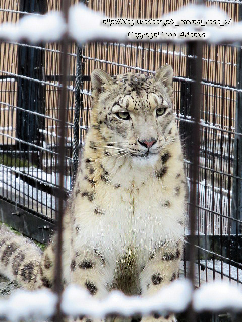 18.11.22.15 旭山動物園  (27)