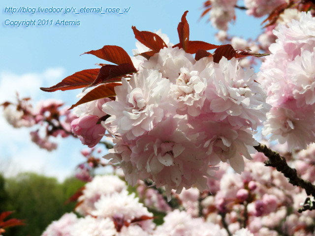 20.4.8 宗堂桜  (37)