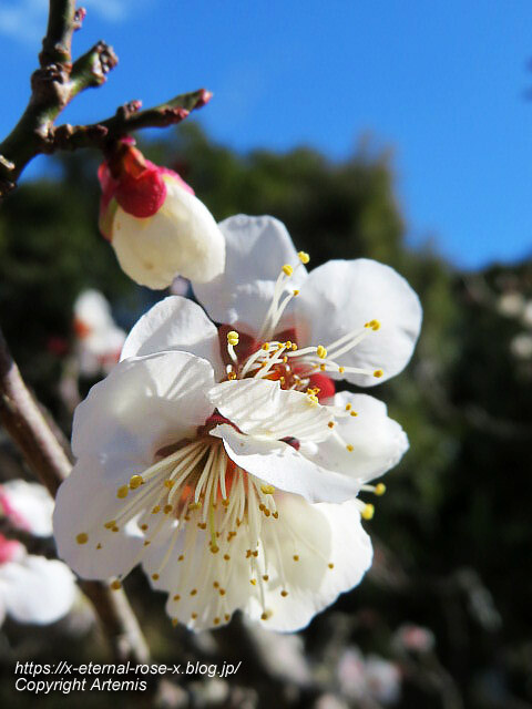 23.3.2.3 長岡公園 梅園 (23)