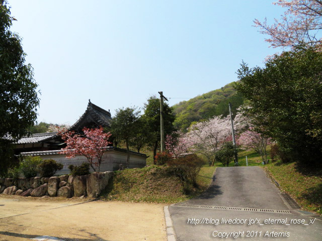 20.4.8 宗堂桜  (9)