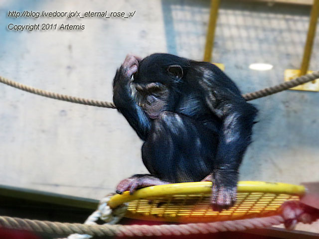 18.11.22.12 旭山動物園  (5)
