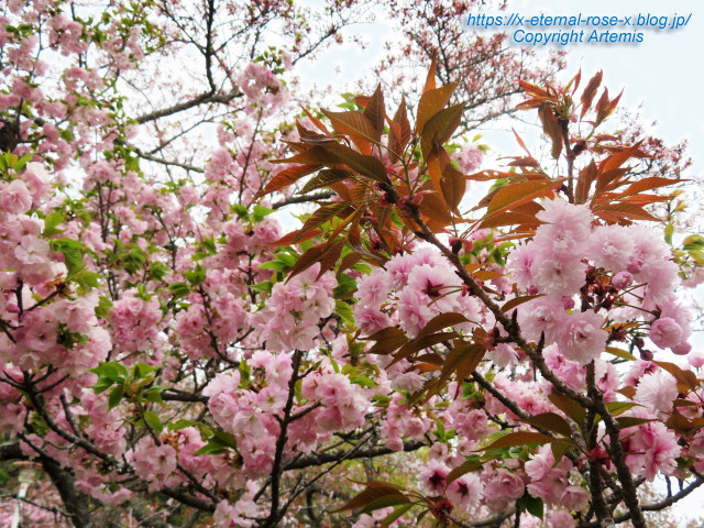 23.4.5 宗堂桜 (50)