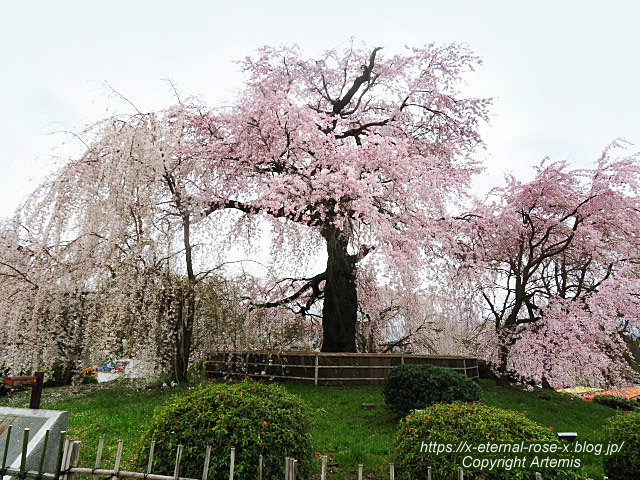 23.3.24 20 円山公園