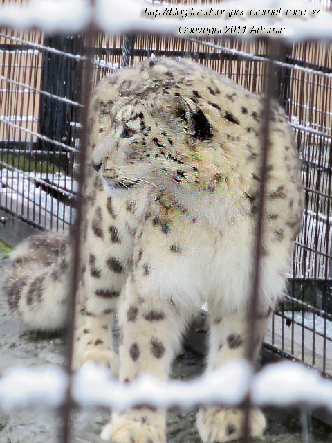 18.11.22.15 旭山動物園  (24)