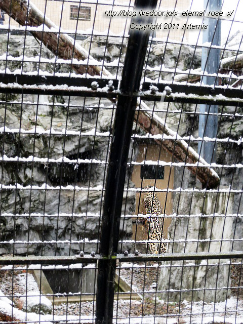 18.11.22.15 旭山動物園  (17)