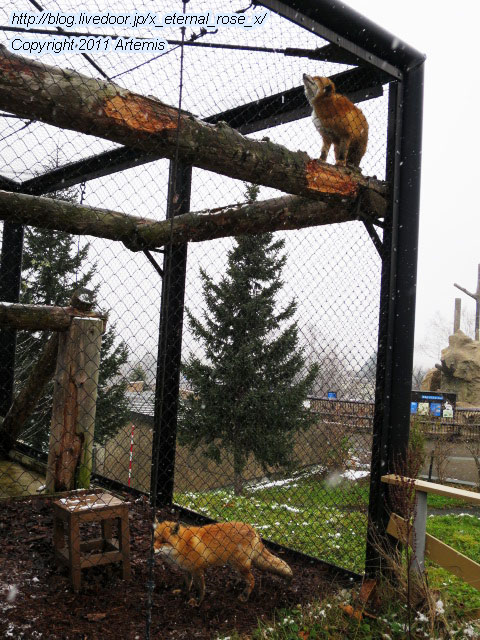 18.11.22.11 旭山動物園  (22)