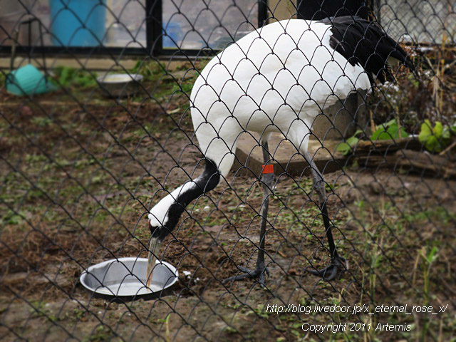 18.11.22.8 丹頂  (27)