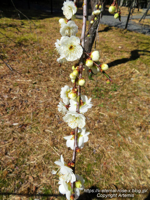 23.3.2.3 長岡公園 梅園 (20)