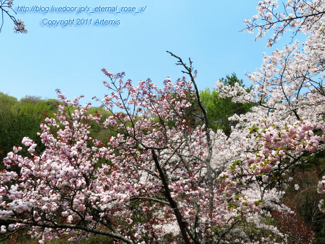 20.4.8 宗堂桜 (30)