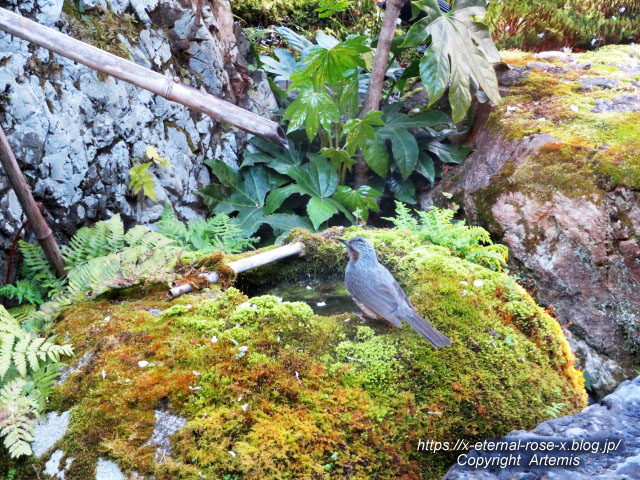 22.4.7 sonoka そばの実スイーツ  (54)