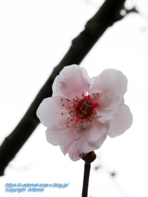 22.3.30.5 長岡公園  (39)