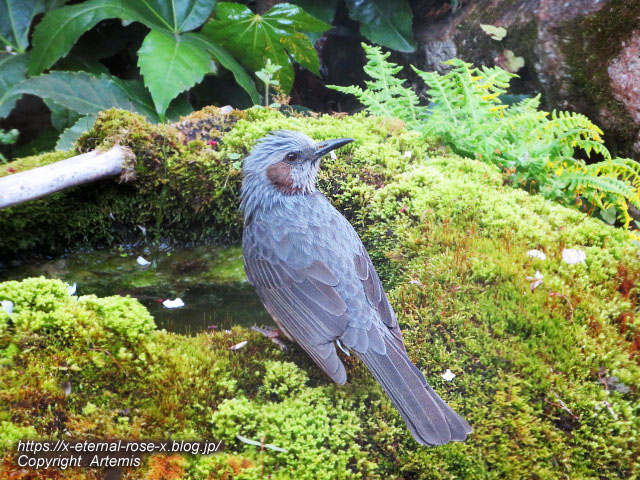 22.4.7 sonoka そばの実スイーツ  (59)