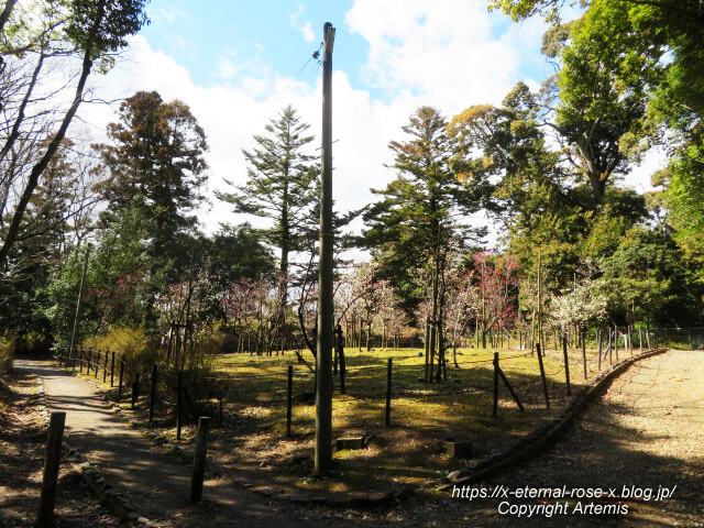 23.3.2.3 長岡公園 梅園 (1)