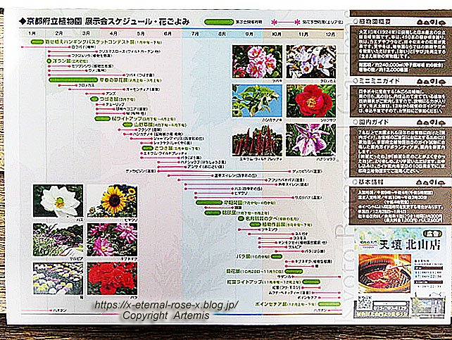 19.11.241 京都府立植物園 (2)