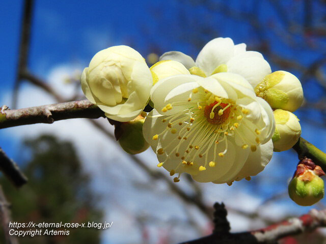 23.3.2.3 長岡公園 梅園 (22)
