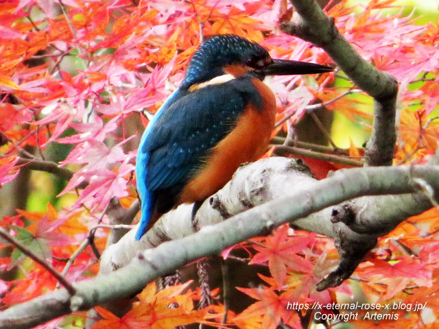 19.11.241 京都府立植物園  (39)