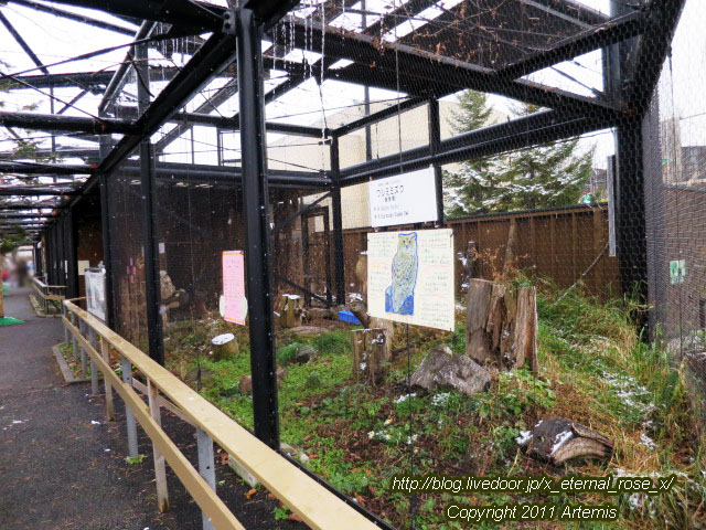 18.11.22.10 旭山動物園  (1)