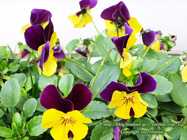 19.1.1.3 県立博物館  (16)