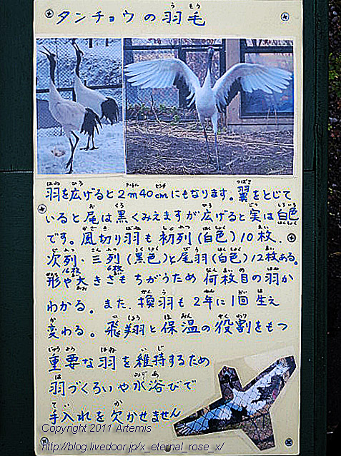 18.11.22.8 丹頂  (39)