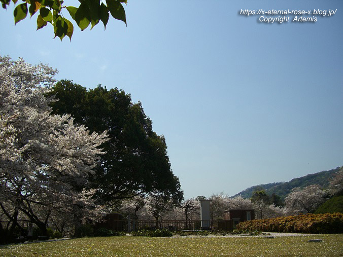 11.4.14.1 半田山植物園  (96)