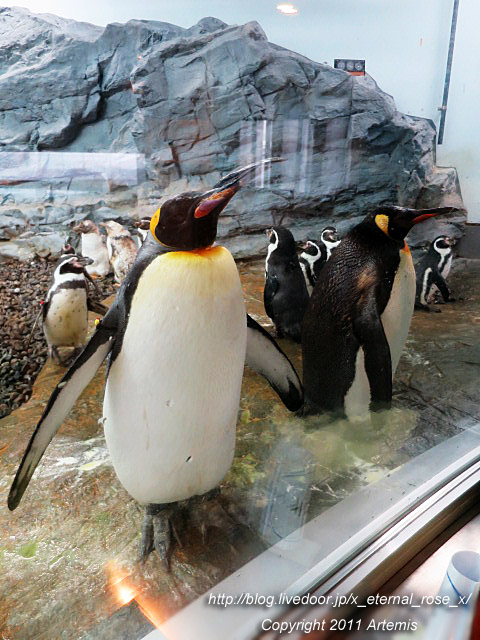 旭川市旭山動物園 キングペンギン フンボルトペンギン 18 : Eternal