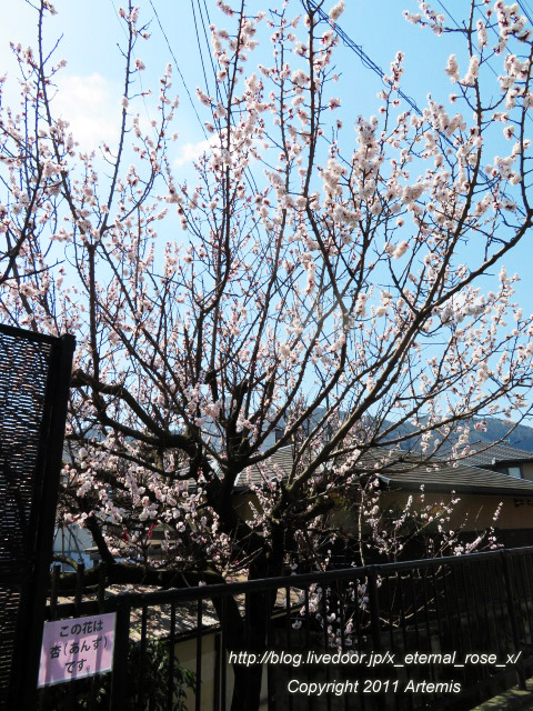 20.3.19.4 京福電鉄嵐山駅 (13)
