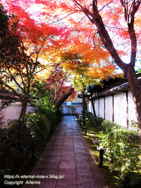 19.11.23.7 妙心寺 退蔵院  (9)