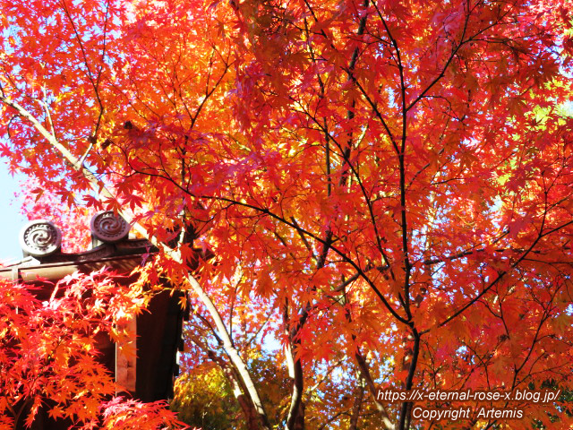 19.11.23.7 妙心寺 退蔵院  (94)